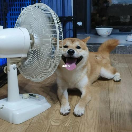 狗能吹电风扇吗夏天