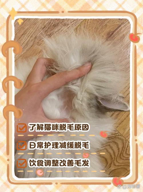猫身上掉毛怎么办