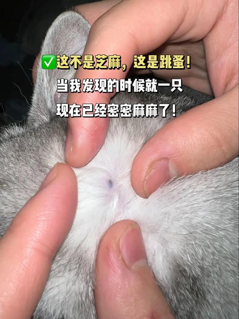 家养猫身上会有跳蚤吗