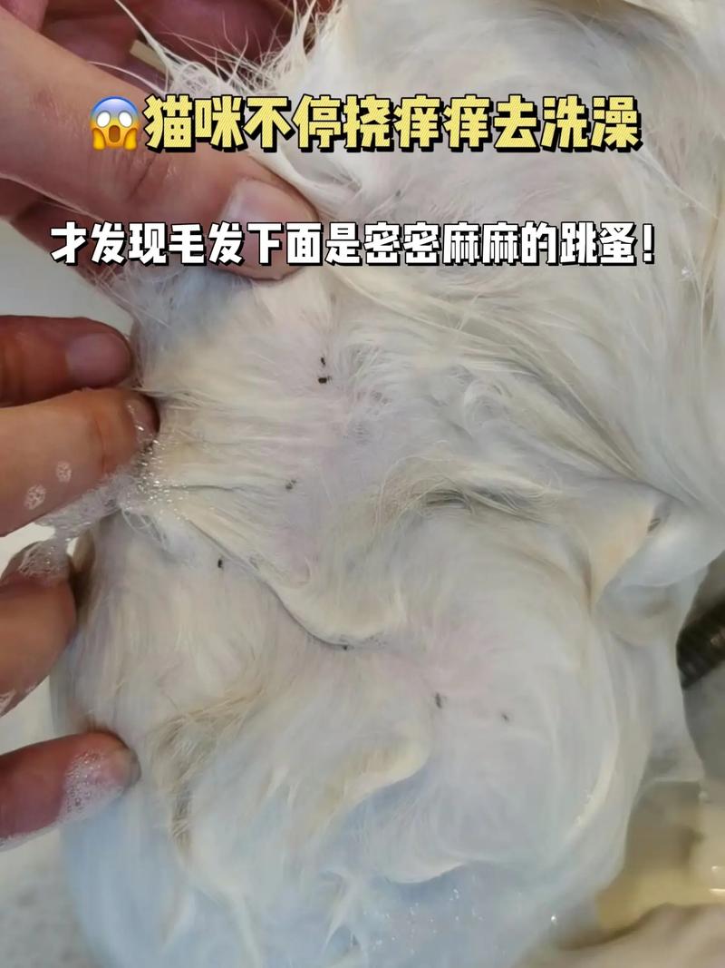 猫咪长跳蚤了,能剃毛吗?