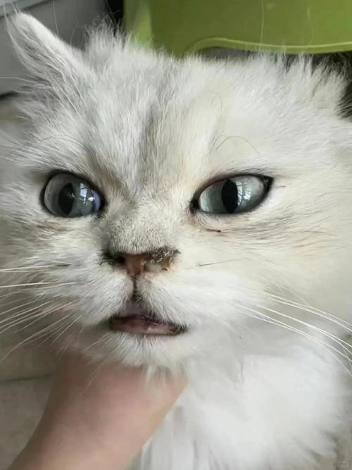 猫猫感冒是什么样子的