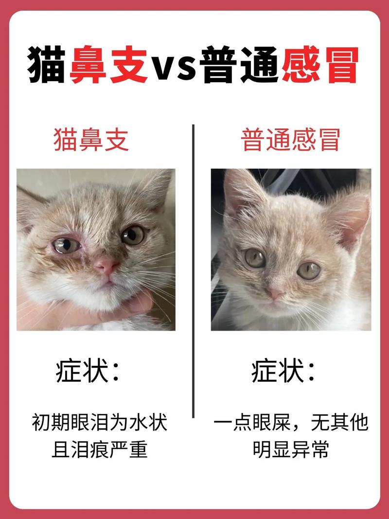 猫猫洗完澡感冒的症状