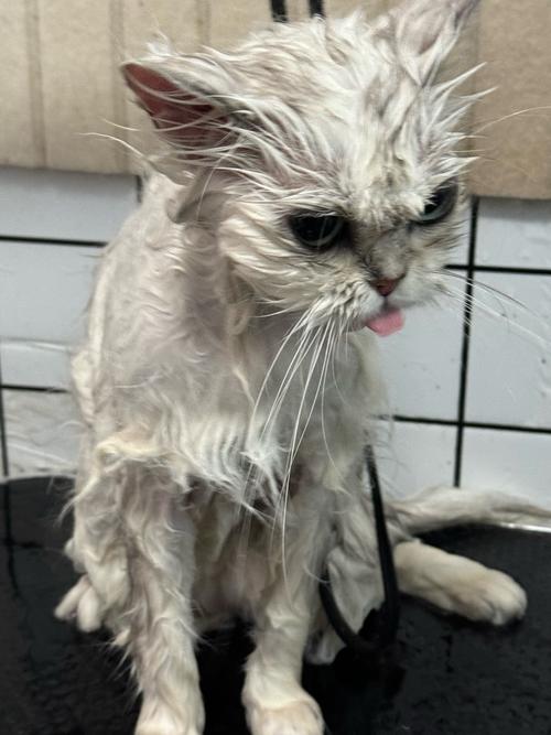 猫感冒和猫鼻支症状有什么区别