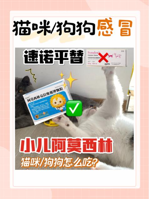 猫感冒发烧吃什么