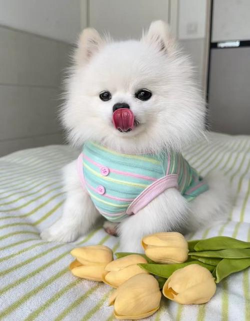 什么样的狗狗最可爱?