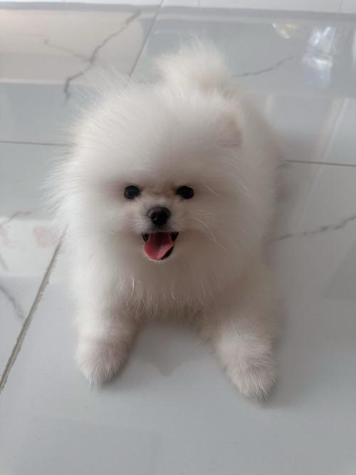 什么样旳狗狗最可爱