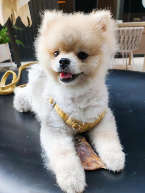 世界上最可爱狗狗前十名?