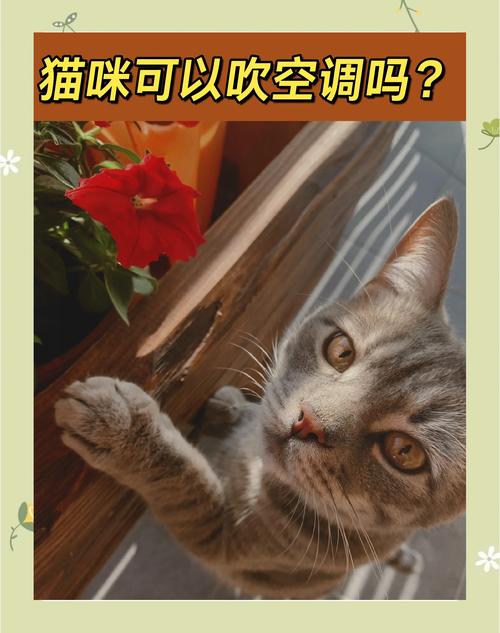 刚出生的猫猫可以吹空调吗?