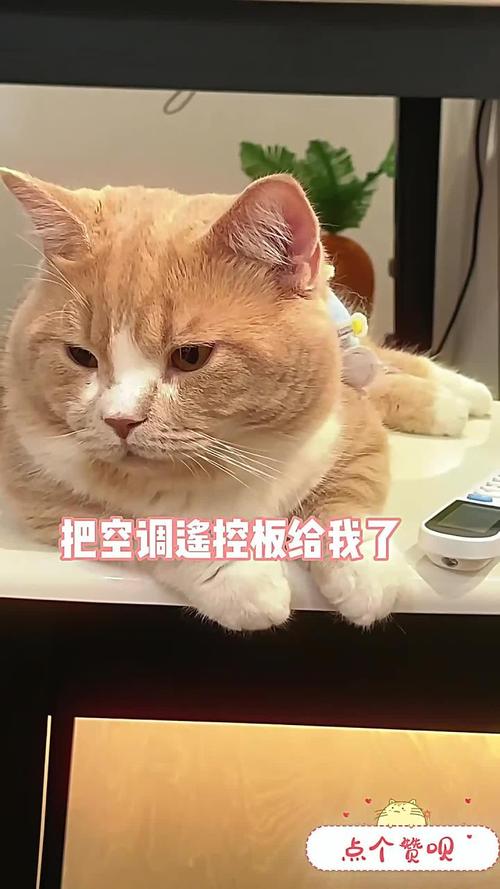 夏天养猫要开空调吗?