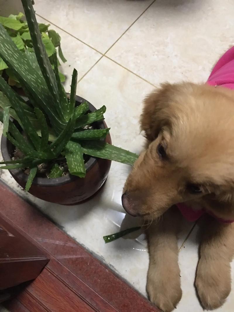 狗吃芦荟会怎么样?