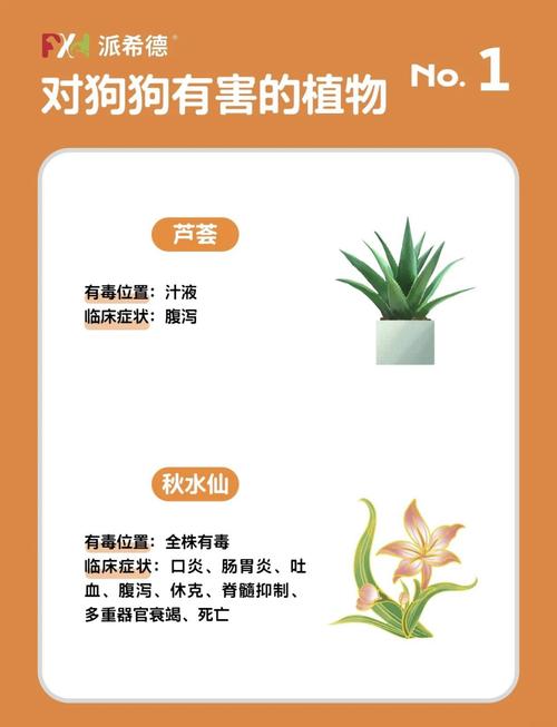 有毒!养错这6种植物,可能会直接把狗狗“送走”