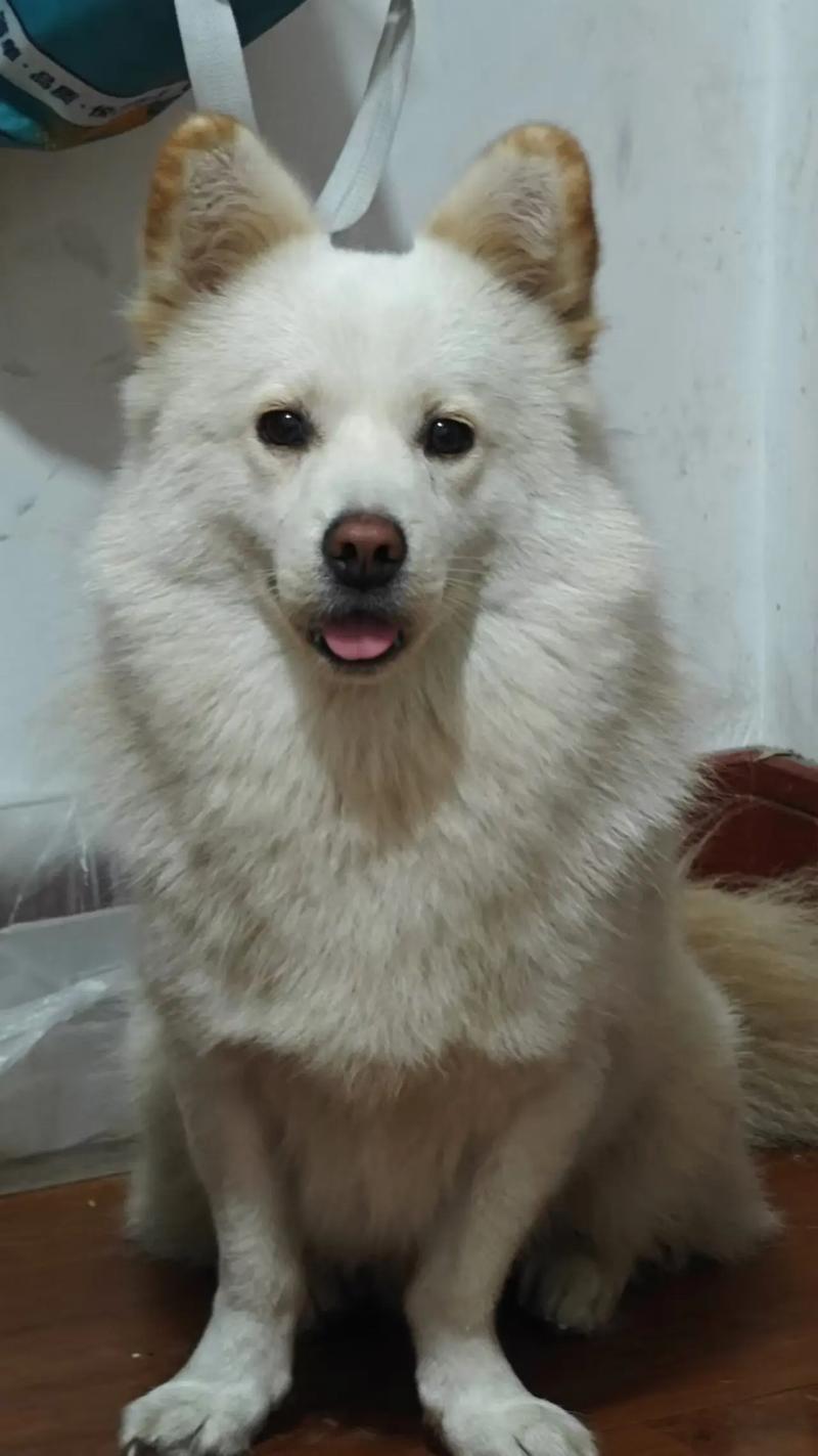 为什么狗狗叫土豆