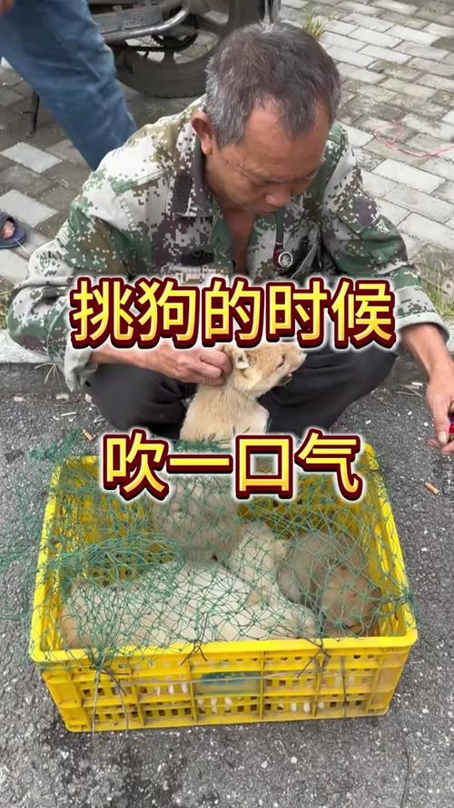 为什么对着狗狗脸吹气