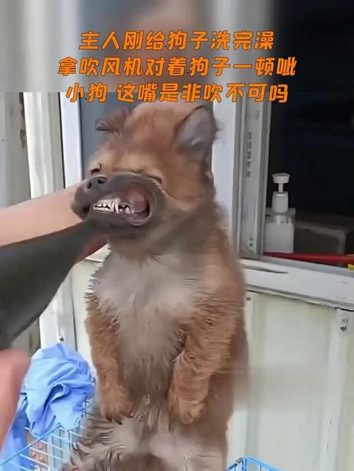 为什么不能对狗吹气