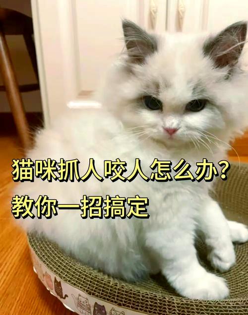 猫喜欢抓人咬人怎么办
