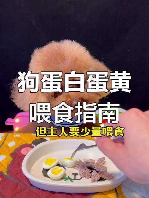 拉布拉多犬能吃煮的茶叶蛋吗