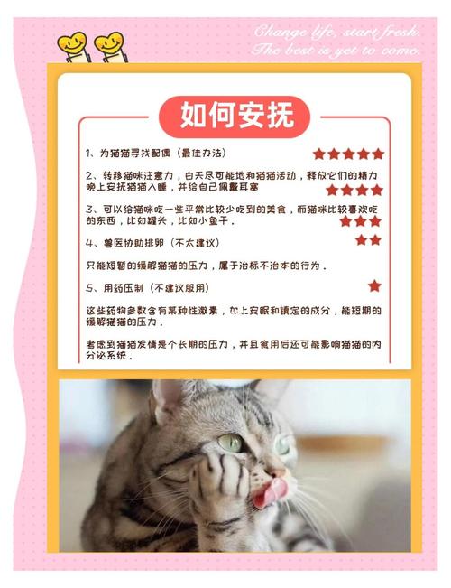 猫发情一直叫怎么办