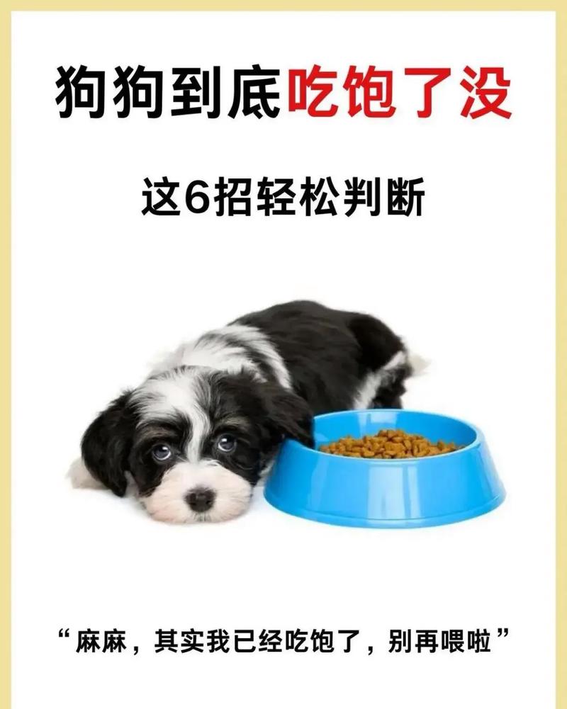 小狗没吃饱的10个征兆