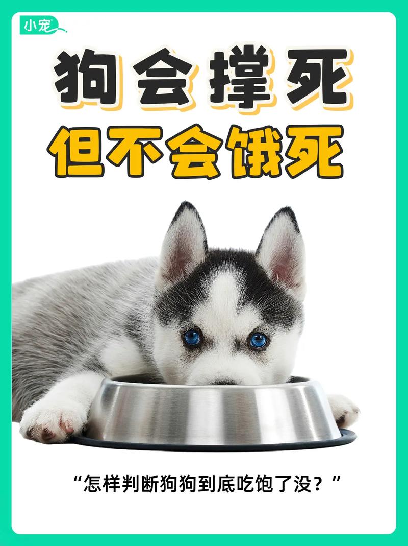 如何分辨刚出生的小狗是否吃饱