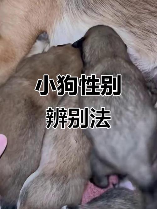 怎么看狗狗吃饱了,有什么表现