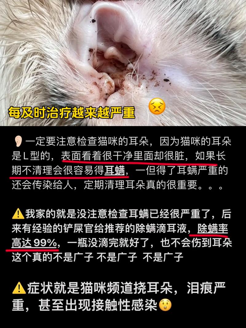 人感染了猫的耳螨