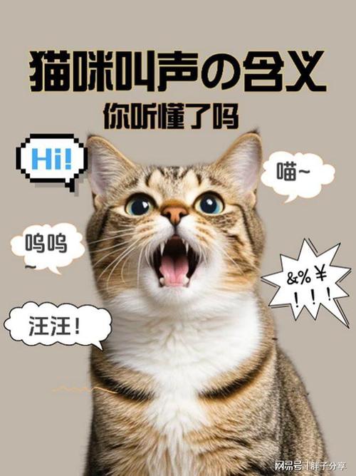 猫喜欢什么音乐