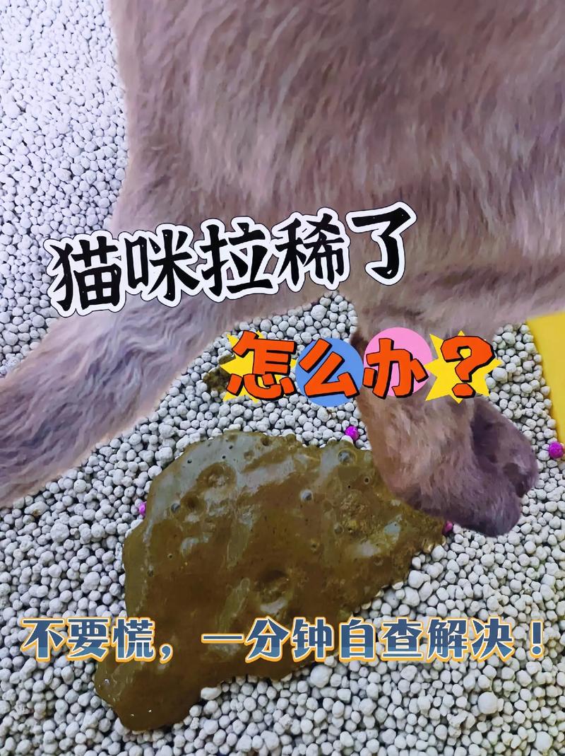 呕吐又腹泻!猫咪得肠胃炎该怎么办?