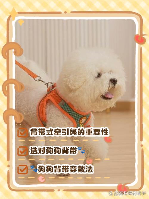 小狗不带牵引绳怎么办