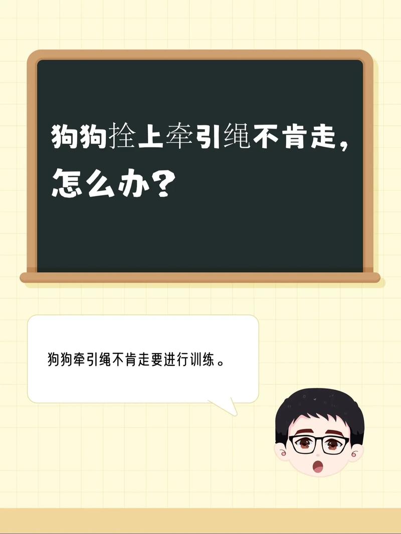 如何处理狗狗不喜欢戴牵引绳的问题?
