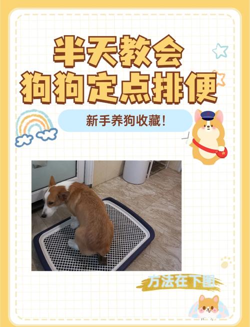 遛狗如何让狗快速排便