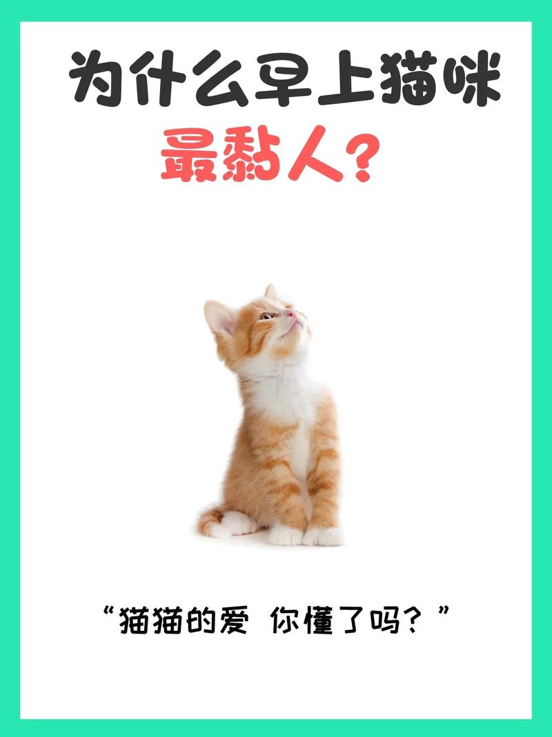 猫咪突然变得特别粘人是怎么回事