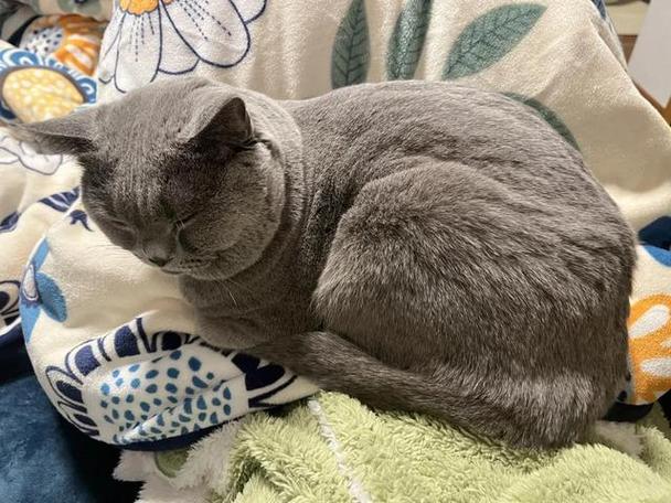 猫咪突然很粘人爱叫唤