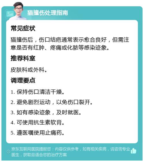 猫咪被撞伤腿了应该怎么办啊?