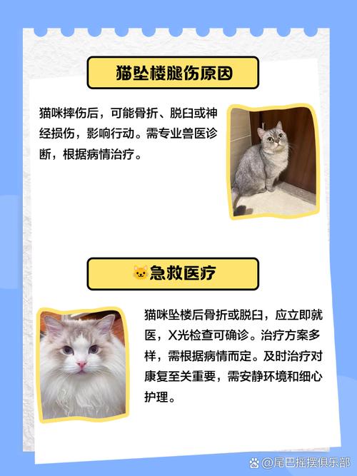猫咪从高处跳下腿摔到了铁走路一瘸一拐的怎么办?