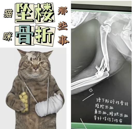 猫骨折了怎么办