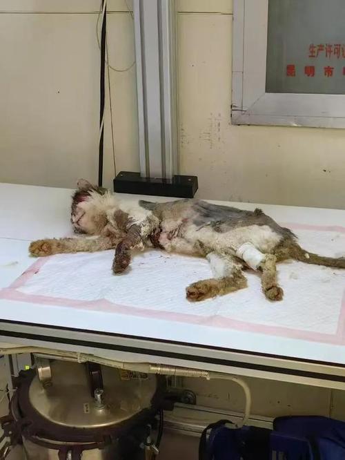 猫咪腿部受伤了,该怎么办?