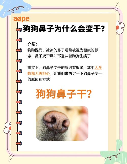狗鼻子干但精神和食欲都很好怎么回事如何判断是否发烧