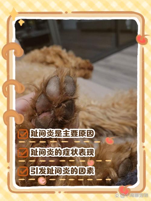 狗狗脚垫红肿鼓起来了