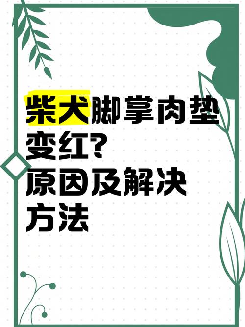 狗狗脚垫红肿溃烂怎么治疗