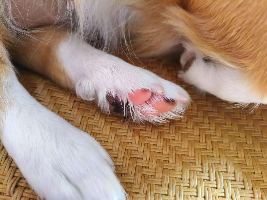 狗狗脚垫肿了走路瘸怎么办
