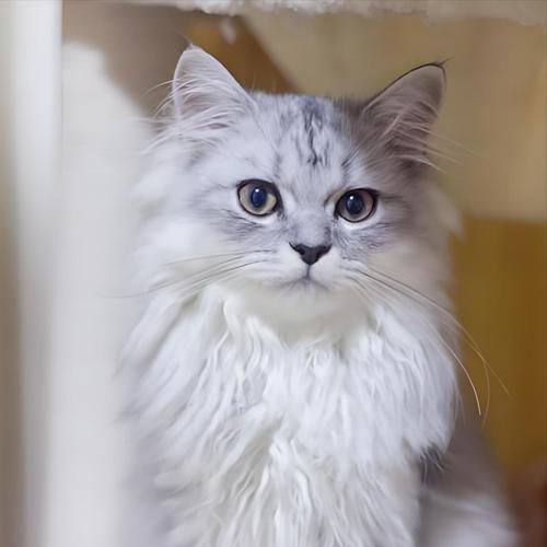 金吉拉猫咪怕冷吗