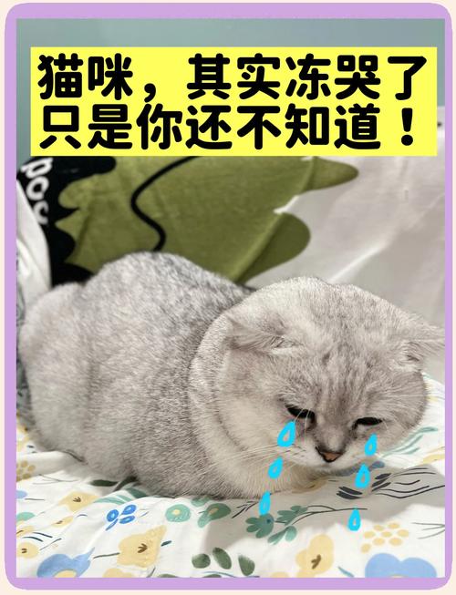 猫咪怕冷吗,多少度猫咪会受不了