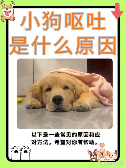 狗感冒不吃不喝还吐怎么办