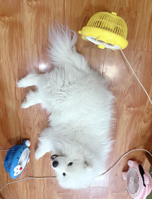 萨摩狗狗夏天一定要吹空调吗?