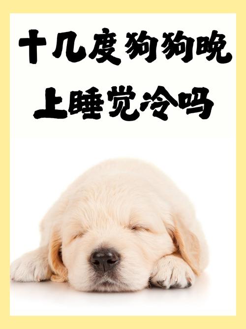 狗能睡在有空调的屋吗?