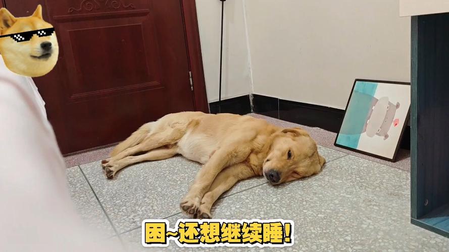 狗狗吹空调会不会着凉