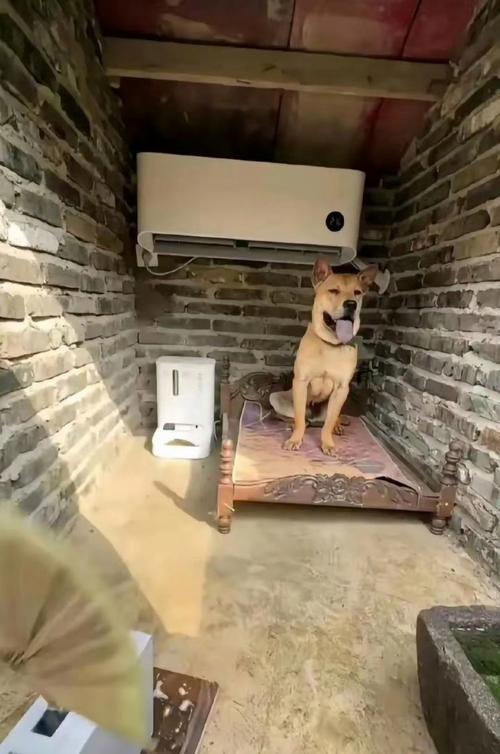 狗狗在空调房睡觉会冷吗