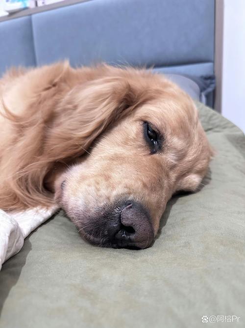 狗狗一直发抖没精神也不吃东西怎么办