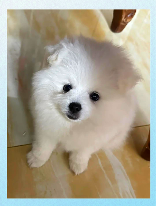 土狗迟迟不立耳是怎么回事?