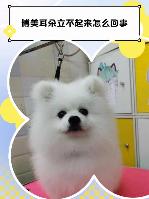 我养的狗狗为什么一直不立耳?该怎么办?
